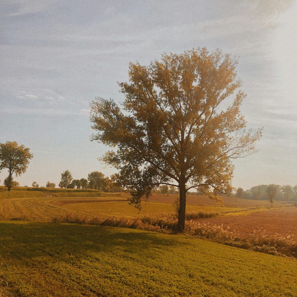 pexels-photo-28168578-28168578 Tranquil rural landscape in Lombardia, Italy during golden hour with a single tall tree.